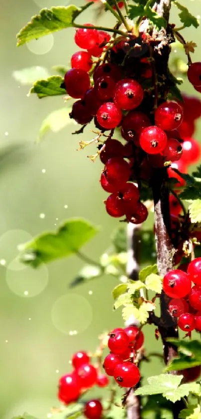 Red berries with green leaves in a vivid nature wallpaper.