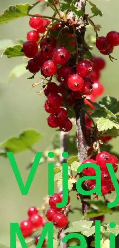 Close-up of red berries with green leaves on a smartphone wallpaper.