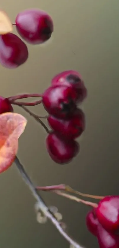 Close-up of red berries and autumn leaves on a branch.