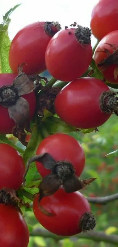 Close-up of vibrant red berries with lush green leaves.