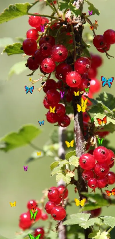 Cluster of ripe red berries against green leaves.