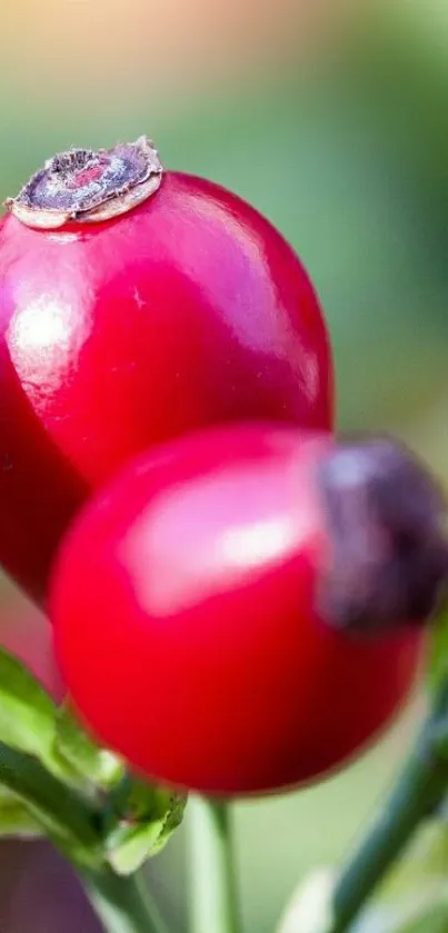 Close-up of vibrant red berries in nature.