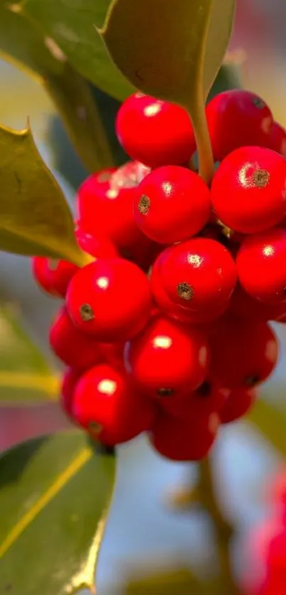 Close-up of vibrant red berries with green leaves, perfect for nature wallpaper.