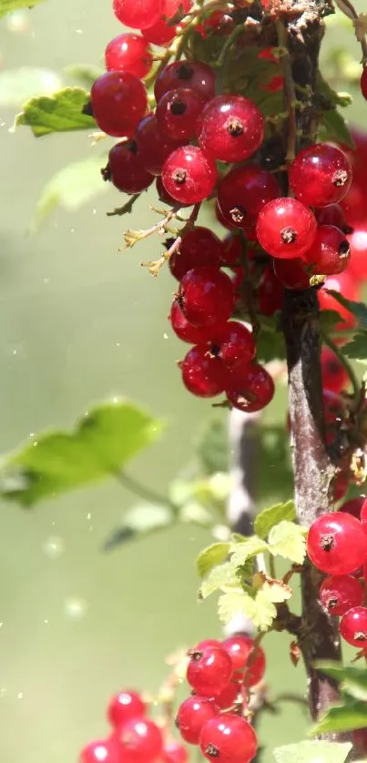 Bright red berries with green leaves in sunlight.