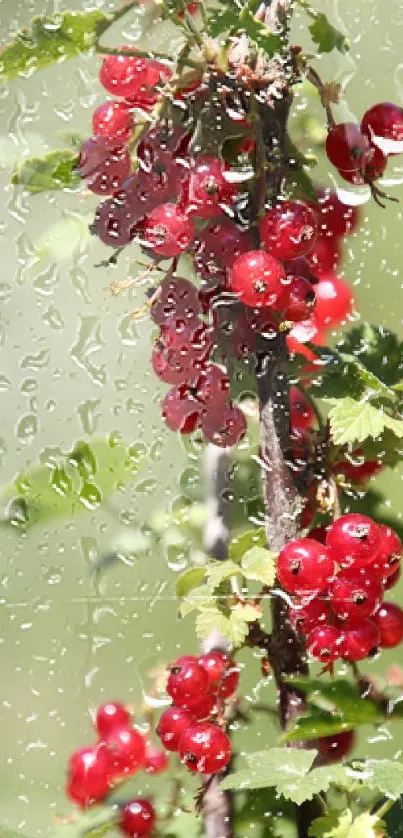 Close-up of vibrant red berries with green foliage background.