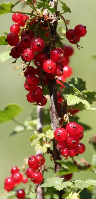 Vibrant red currants with green leaves on a rustic branch.