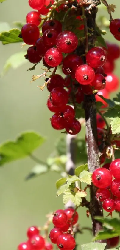 Vibrant red berries with green leaves on a sunny branch.