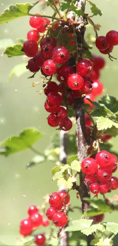 Vibrant red berries hanging on green leafy branches.