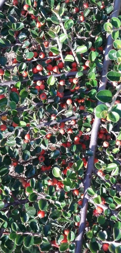 Vibrant red berries with green foliage background wallpaper.