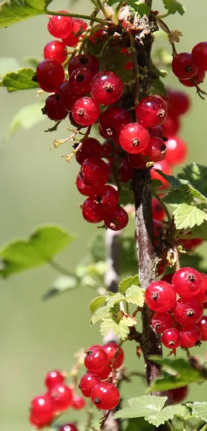 Lush red berries with green leaves on a branch, vibrant nature scene.