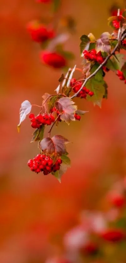 Vibrant red berries on a branch with autumn background.