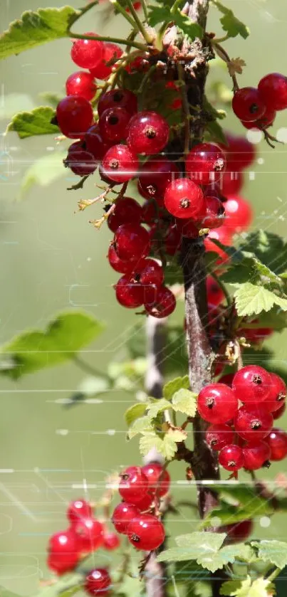 Red berries with green leaves in sunlight, perfect for nature wallpaper.