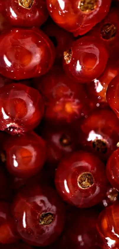 Vibrant close-up of red berries in a mobile wallpaper.