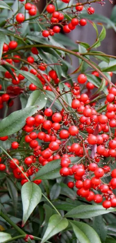 Vibrant red berries with green leaves on a branch.