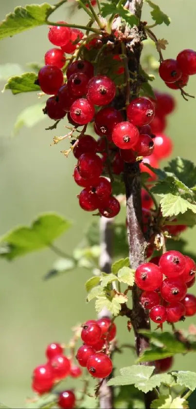 Red currant berries on a leafy branch with a soft blurred background.