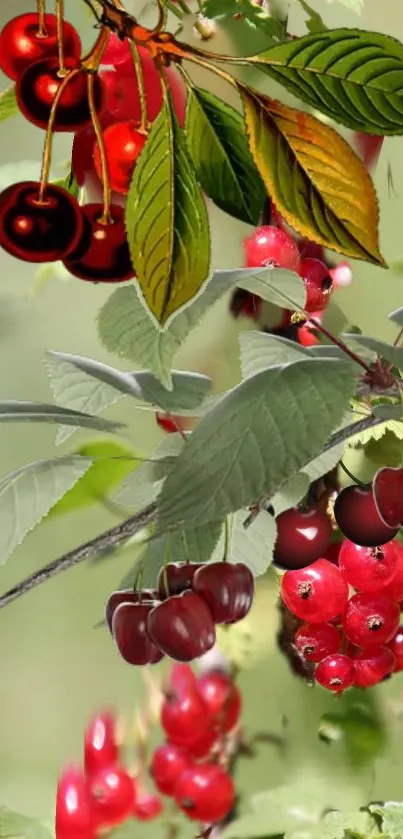 Vibrant red cherries and berries with lush green leaves.