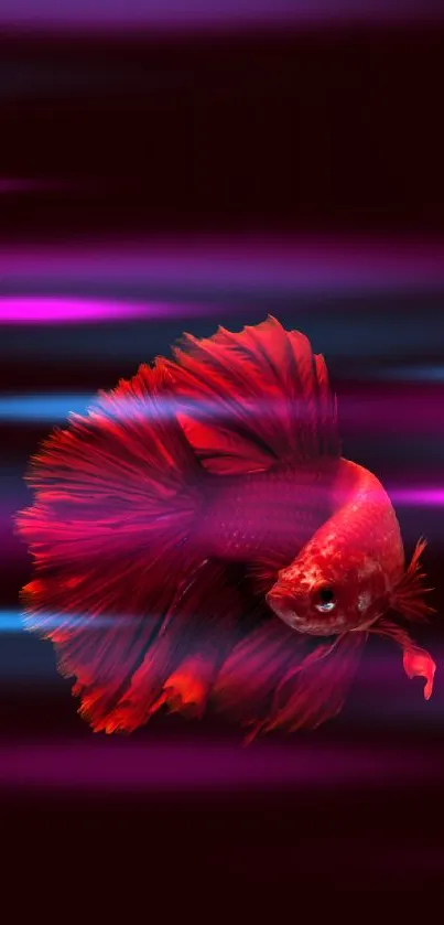 Vibrant red betta fish with flowing fins on a dark red background.