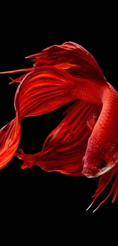 Red Betta fish on black background mobile wallpaper.