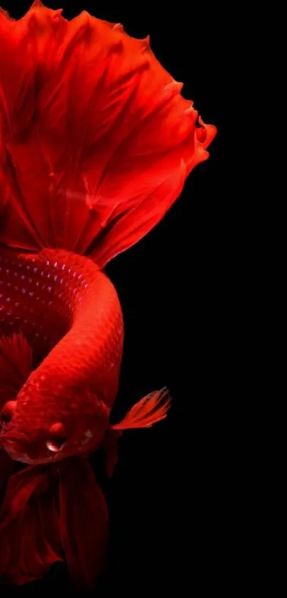 Vibrant red Betta fish against a dark background.