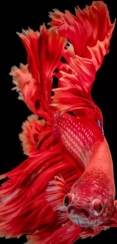 A vibrant red Betta fish against a black background for mobile wallpaper.