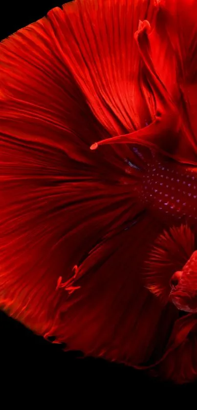 Vibrant red Betta fish close-up wallpaper with flowing fins on black background.