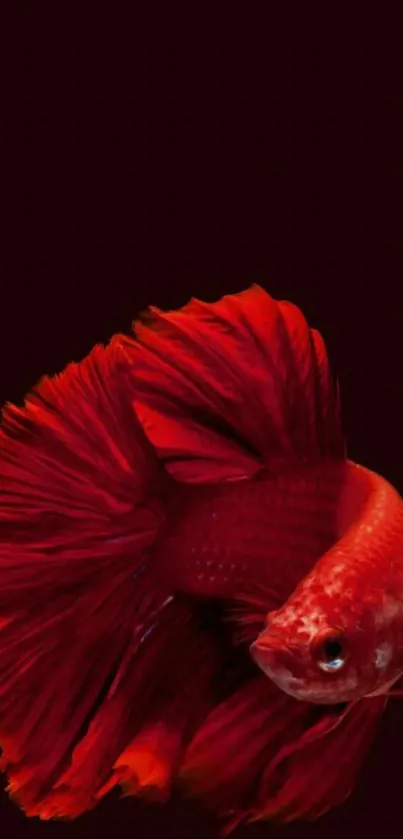 Vibrant red Betta fish swimming on dark red background.