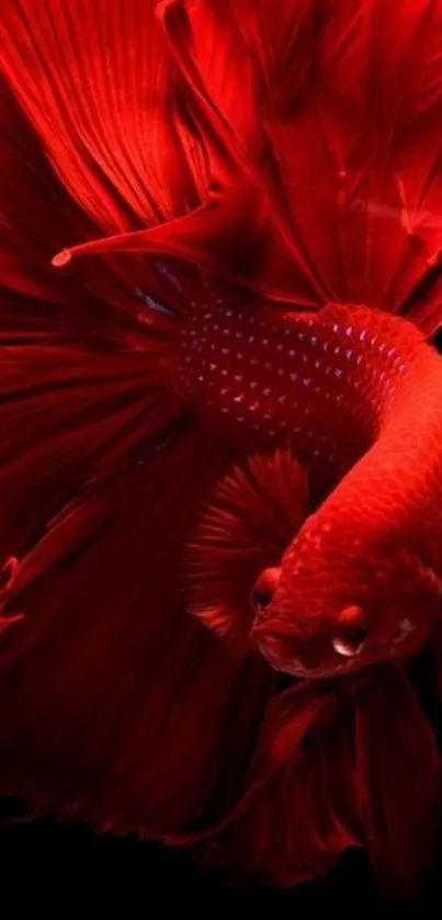 Vibrant red Betta fish on dark background wallpaper.