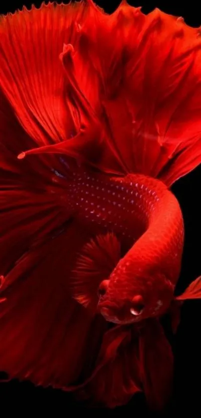 Close-up of a vibrant red Betta fish on black background.