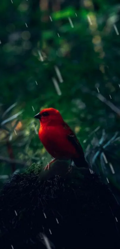 Red bird perched amidst green forest rain scene.