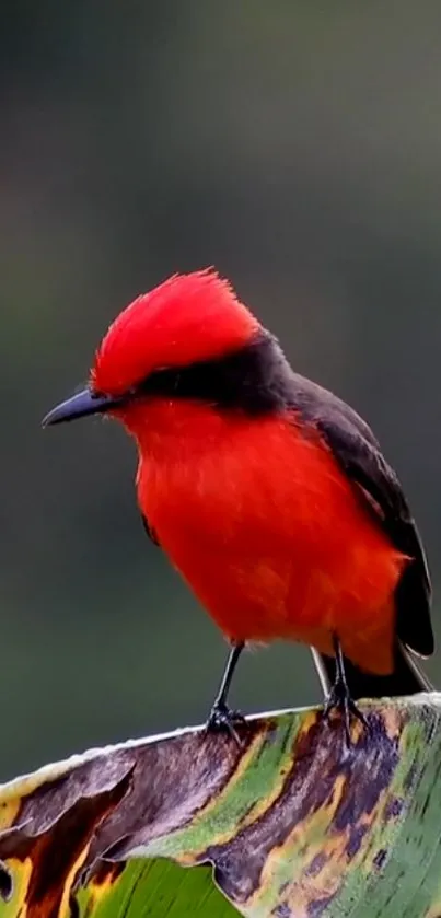 Red bird perched on a green leaf against a dark background.