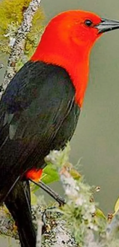 Vivid red and black bird perched on a branch.