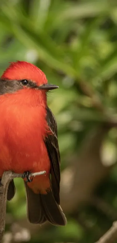 Vibrant red bird perched on a branch with green foliage background.