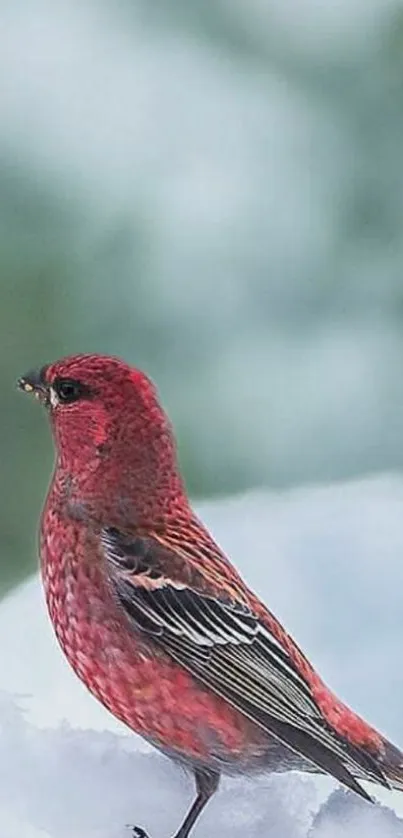 Red bird in snowy setting mobile wallpaper.