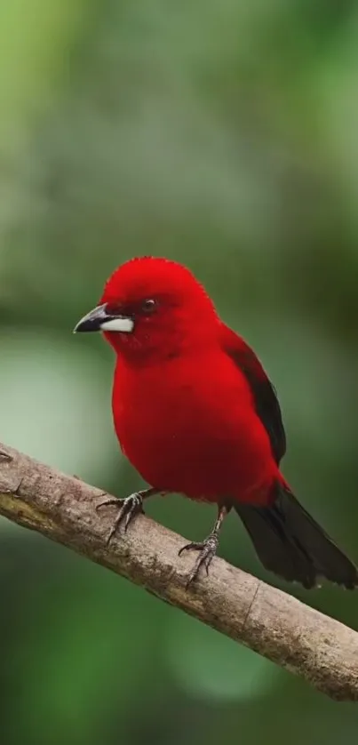 Vibrant red bird perched on branch with blurred green background.