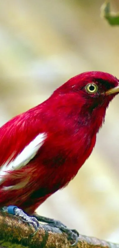 Vibrant red bird perched on a branch.