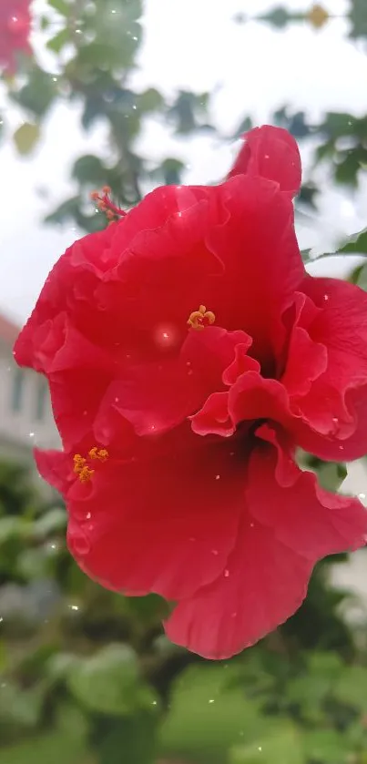 Vibrant red flower in a garden setting, perfect for phone wallpaper.