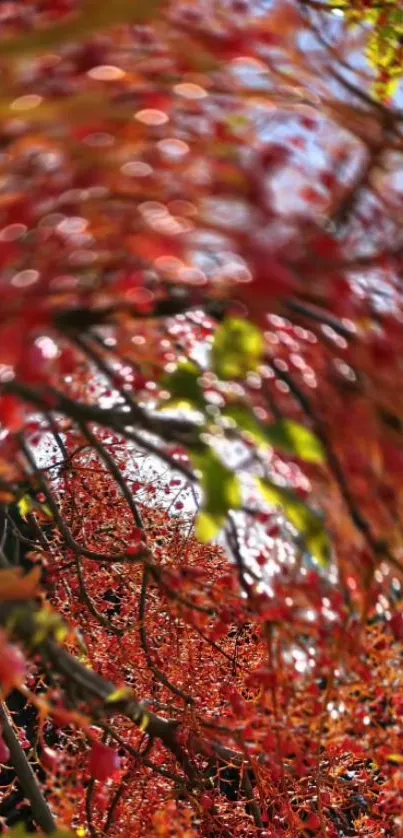 Vibrant red blossoms create a stunning natural wallpaper.