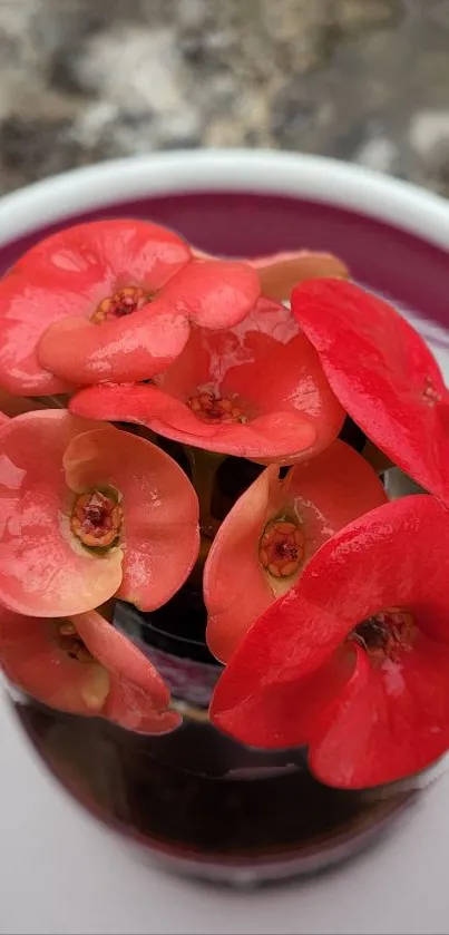 Vibrant red blossoms with glossy petals in a circular arrangement.