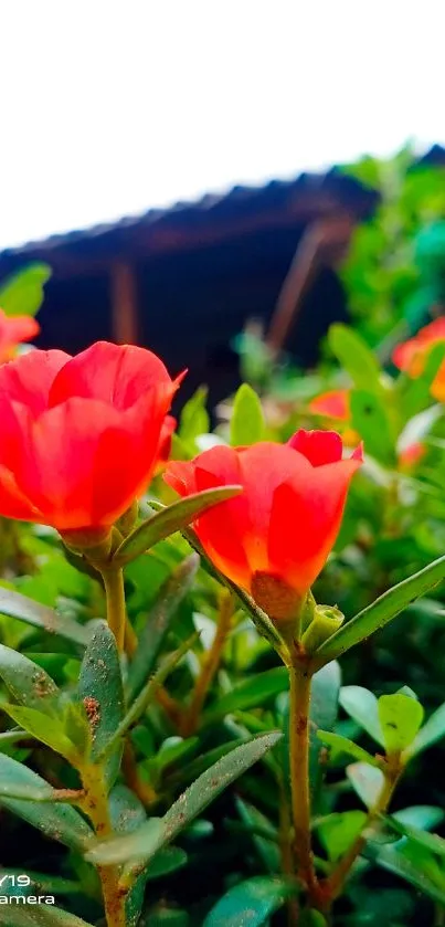 Close-up of vibrant red flowers in a lush green garden background.