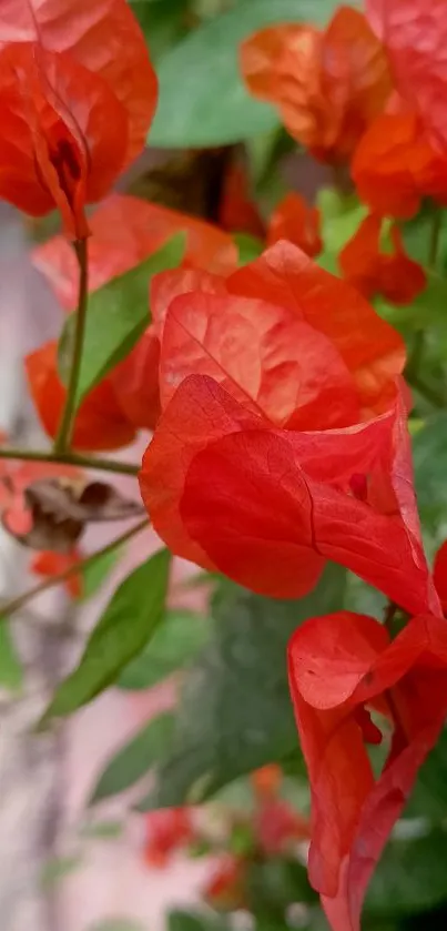 Red bougainvillea flowers with green leaves wallpaper.