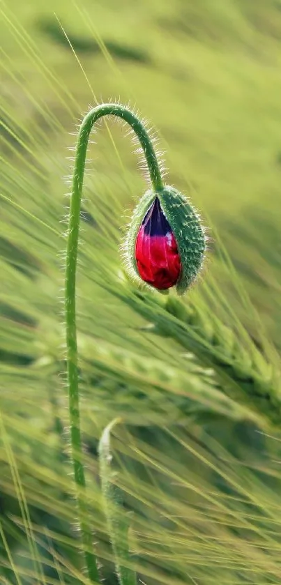 Red flower bud emerging in a vibrant green field.