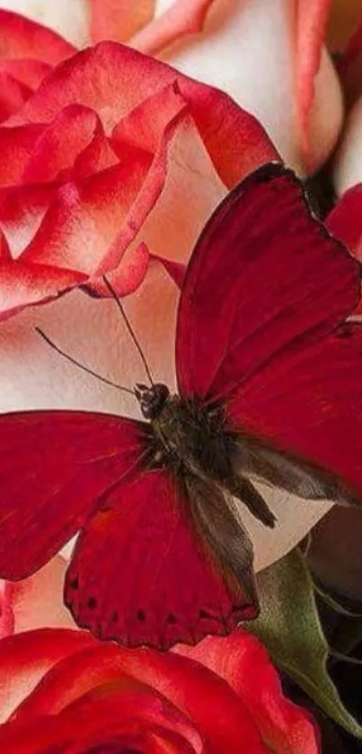 Red butterfly on pink rose background wallpaper.