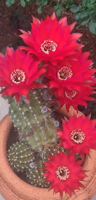 Vibrant red cactus flowers in a terracotta pot.