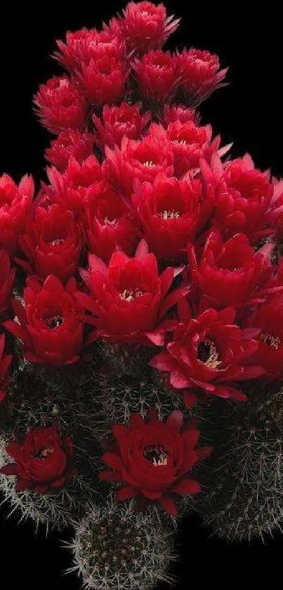 Red cactus flowers against a dark background.