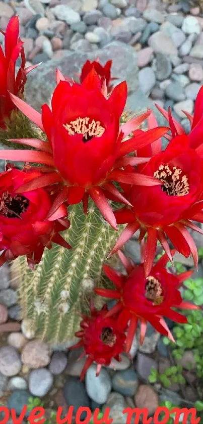 Red cactus flowers with lush green stems and text "Love you mom!"