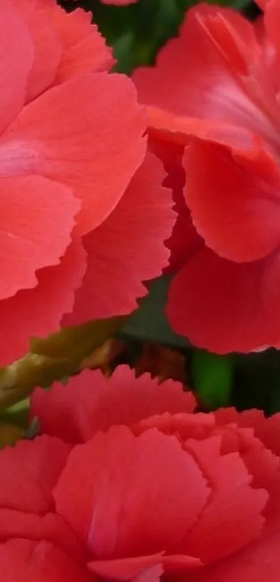 Vibrant red carnation flower wallpaper for mobile phone.