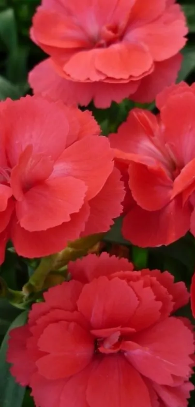 Red carnation flowers with green leaves.