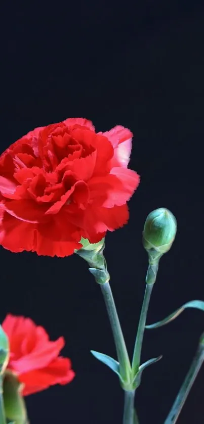 A striking image of red carnations against a dark background.