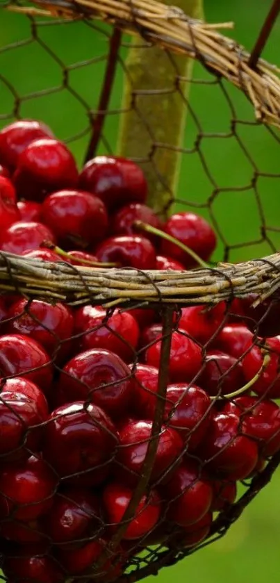 A basket of vibrant red cherries in a rustic setting.