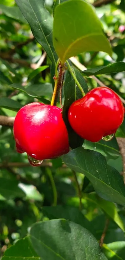 Two vibrant red cherries on a green leafy branch with droplets.